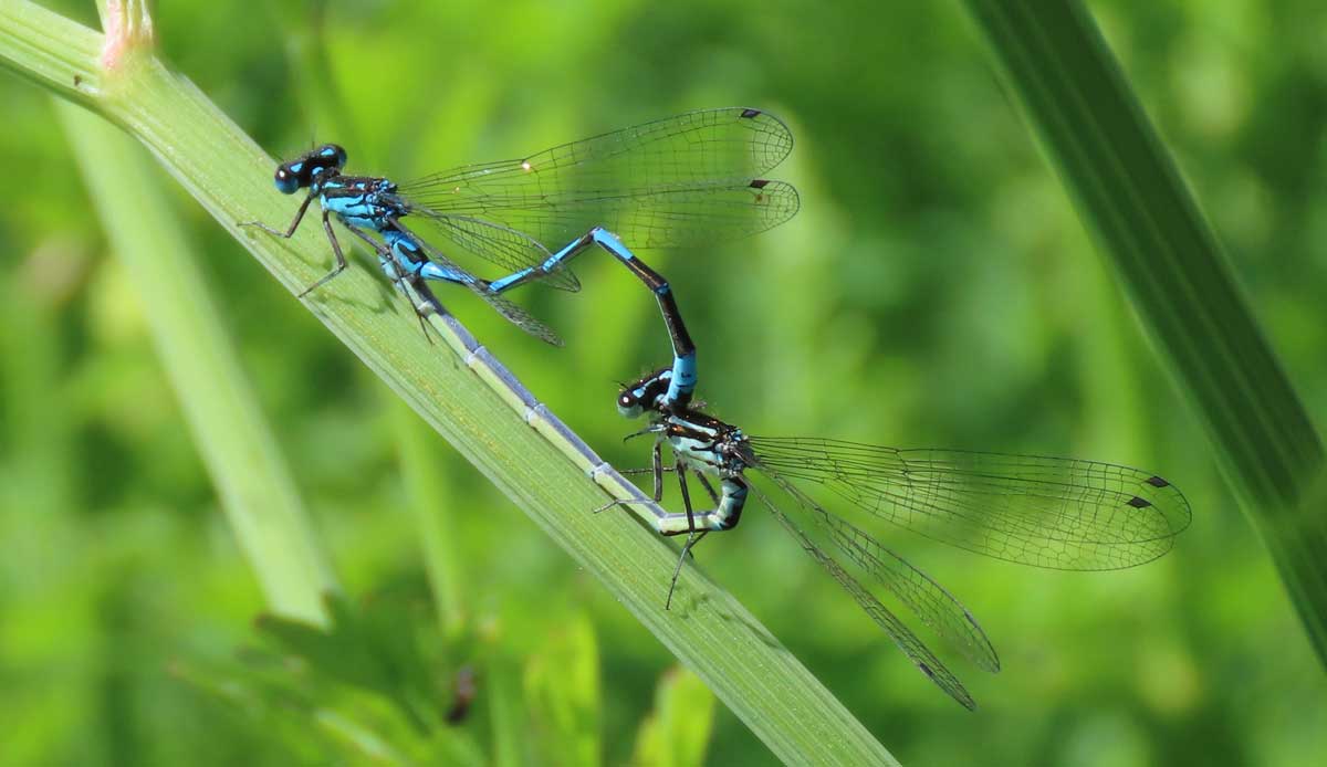 Coenagrion_pulchellum